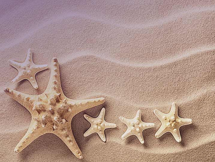 5-star online reuptation - 5 starfish in the sand
